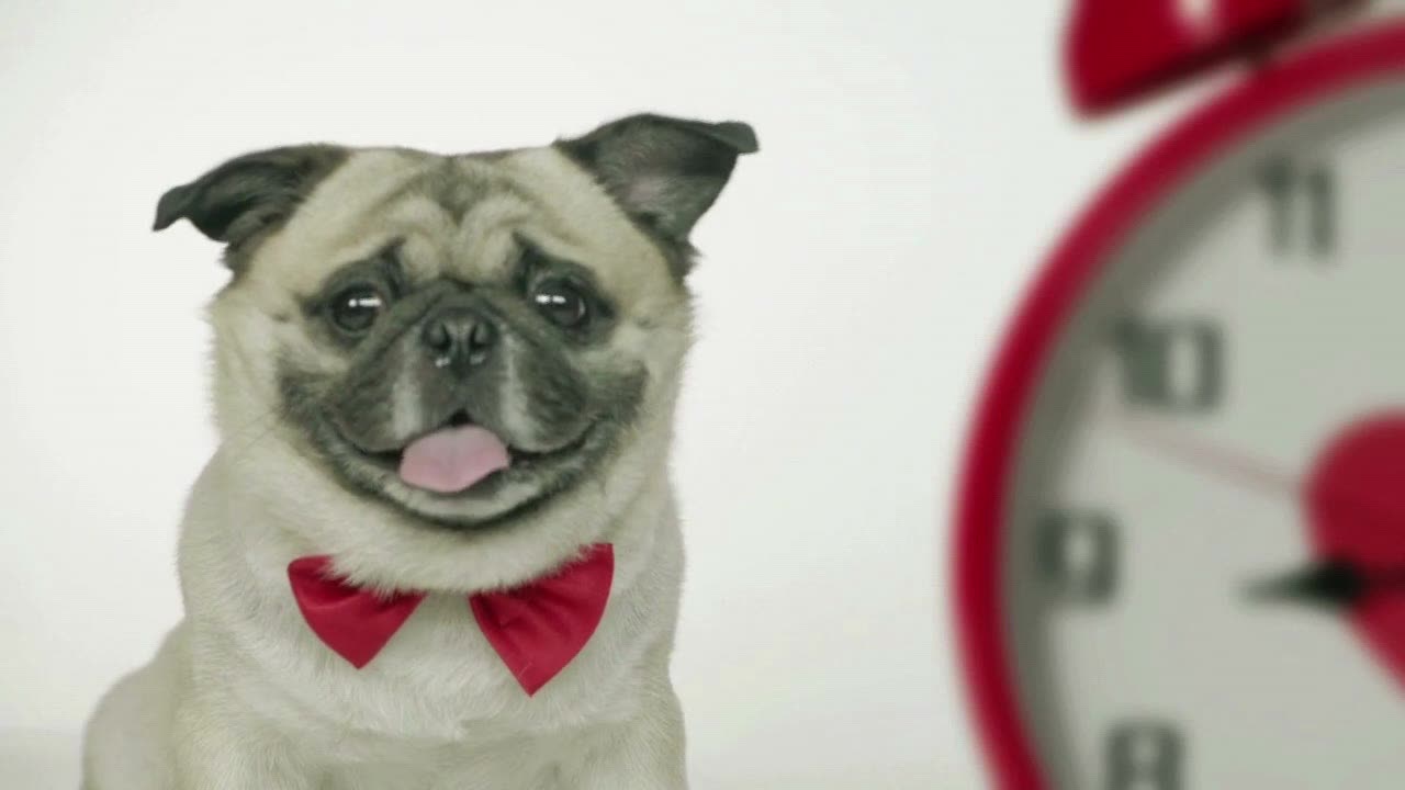 GLAMDOG