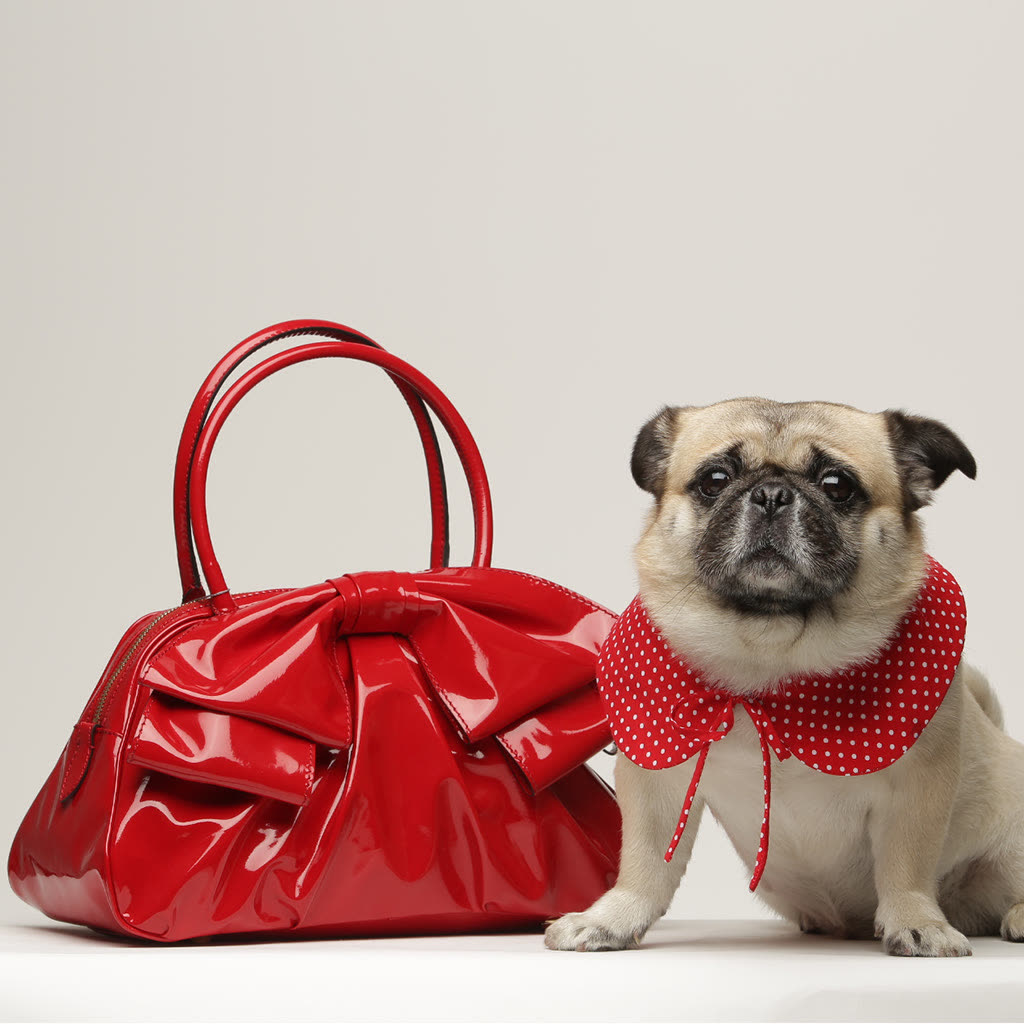 GLAMDOG
