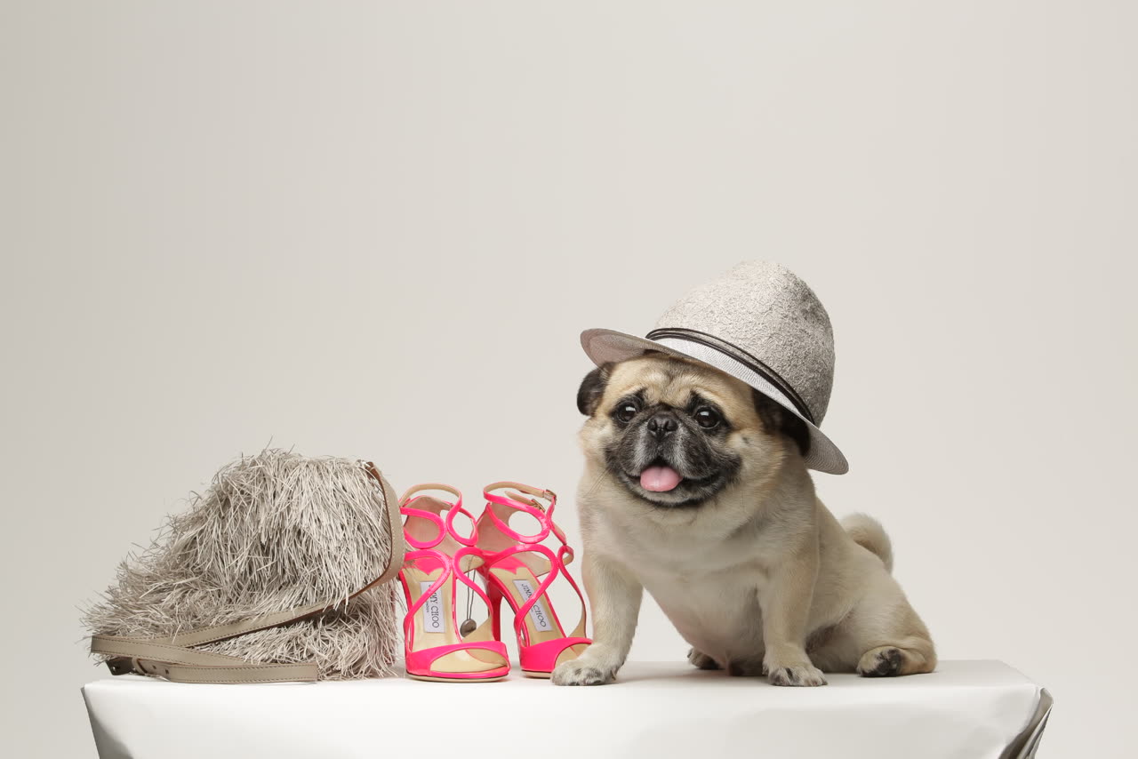 GLAMDOG