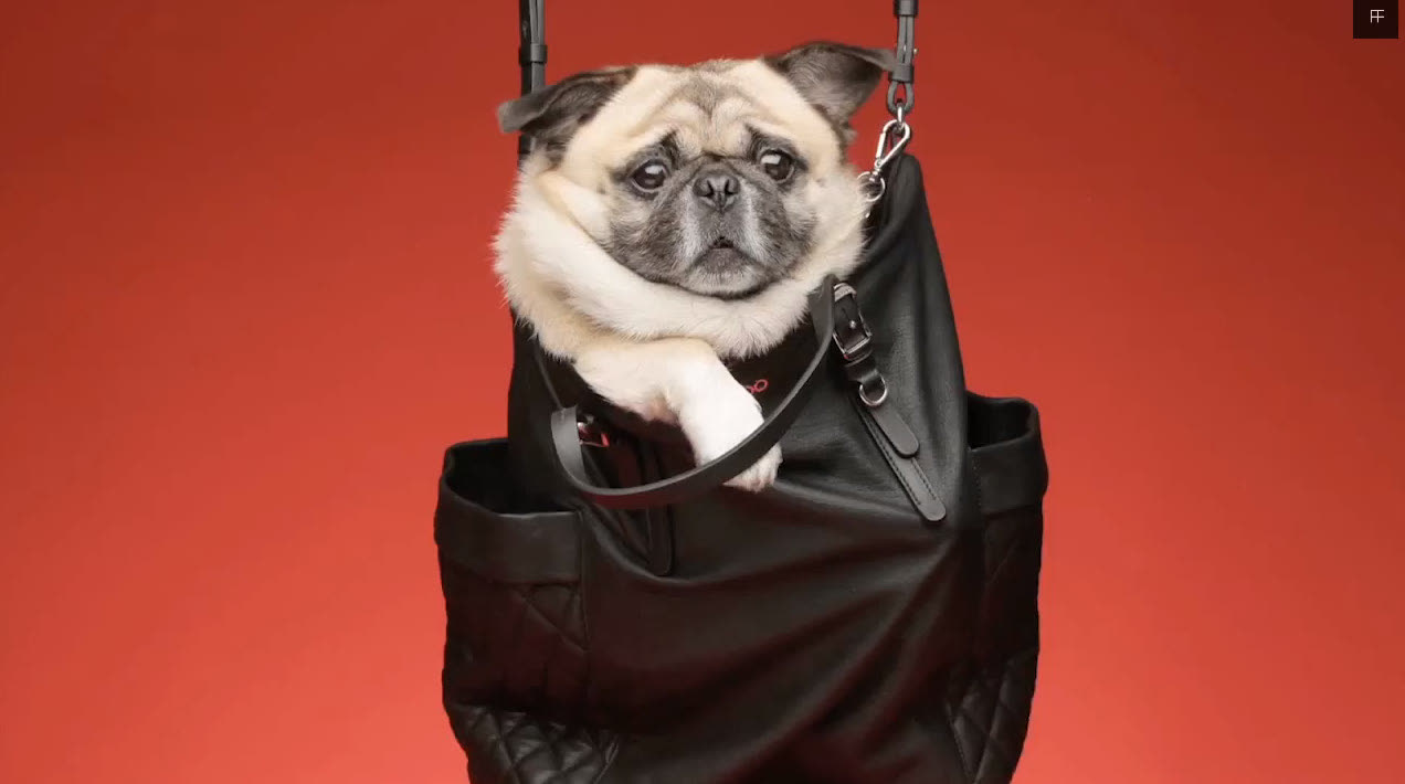 GLAMDOG